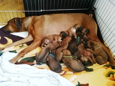 Rhodesian ridgeback - vrhunsko leglo